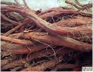 现货供应高含量丹参提取物5%-90%