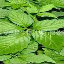 植提厂家现货供应绞股蓝提取物\绞股蓝甙，GynostemmaP.E.