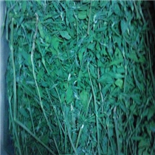 2013年新鲜上市厂家直销宠物苜蓿宠物饲料紫花苜蓿叶多枝软