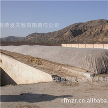 供应青\黄贮玉米