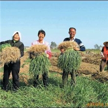 供应青蒜苗青蒜大蒜青大蒜