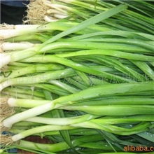 供应新鲜青大蒜、蒜苗大丰蒜苗2011年新大蒜