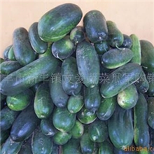 供应江苏大丰新上市黑皮冬瓜