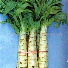 供应新上市莴苣（生菜）优质莴笋