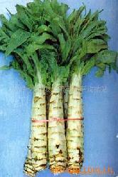 供应莴苣（生菜）