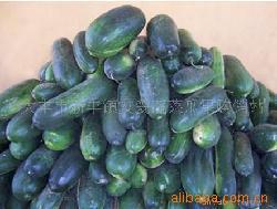 供应大量黑皮冬瓜
