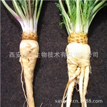 出口食用级玛咖/玛卡提取物纯天然男性保健品补肾壮阳