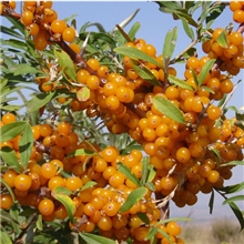 沙棘果油厂家直销纯天然沙棘果油专业生产出口品质营养丰富