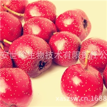 山楂提取物消食健胃泻痢腹痛瘀血经闭优质山楂阿里诚信商家