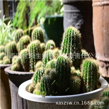 仙人掌提取物模特内供减肥原料厂家直销专业植提厂家供应