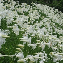 百合提取物【品质保证长期供应】