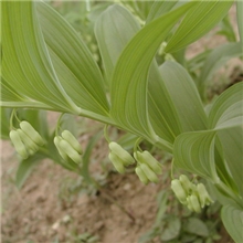 玉竹提取物【品质保证长期供应】