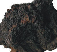 供应白桦茸提取物，野生白桦茸提取，含多糖，三萜等成分。