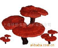 供应灵芝醇提取物