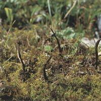 供应虫草菌粉，液体发酵虫草菌粉，虫草多糖、腺苷为指标。各种