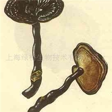 供应灵芝提取物，子实体提取，绝对没辅料。各种规格专业生产。