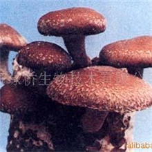 供应香菇提取物，香菇子实体提取，香菇多糖含量20%，30%。