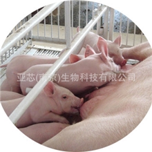 芯来旺3--微生态活菌制剂--台湾生合