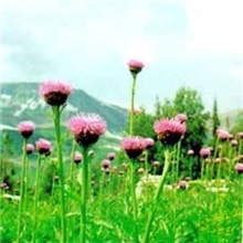 十年植提工厂供应鹿根提取物（RhaponticumCarthamoidesextract