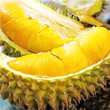 专业厂家供应优质榴莲粉