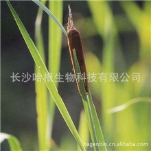 【十年实力厂家】厂家供应蒲黄提取物