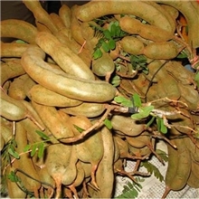 厂家供应罗望子提取物10:1（含商检）