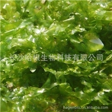 长沙厂家优质供应马尾藻提取物