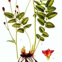 厂家优质供应地榆提取物SanguisorbaOfficinalisL.