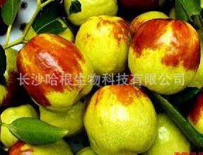 生产厂家供应广枣提取物Broadjujubeextract（可提供商检）