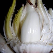 厂家供应石蒜提取物98%（可商检）