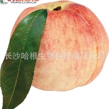 厂家供应水蜜桃果粉Strawberrypowder含商检