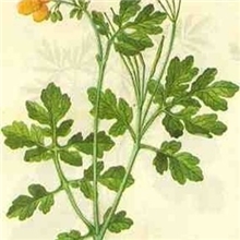 专业植提厂家供应白屈菜提取物