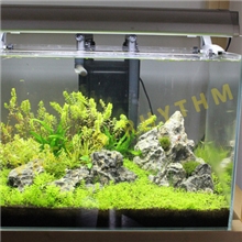 室内鱼缸景观鱼缸水景景观办公室水景水草景观热带鱼景观