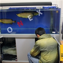 清洗水族箱海水缸/淡水缸清洗专业清洗鱼缸龙鱼喂养龙鱼治病