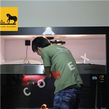 上海内环至S20外环线之间水景维生/鱼缸清洁养护/发财鱼缸养护