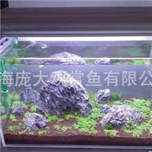 水景景观、水草景观、水景缸、室内水景、水景鱼缸、水草景观