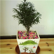 卡通红豆杉盆景2