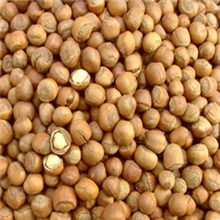 年货东北长白山特产野生包山小山榛子薄皮