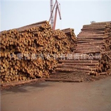 批发进口俄罗斯桦木原木各种规格加工烘干板材口料防腐木