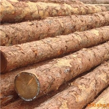 供应俄罗斯进口落叶松