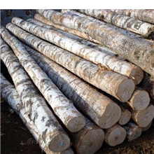 供应进口马来西亚甘巴豆木材甘巴豆原木厂家直销