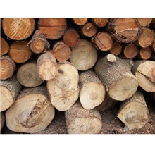 进口马来西亚门格木原木木材