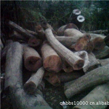 供应优质香楠木香樟&para;原木金丝楠木香樟木松木原木