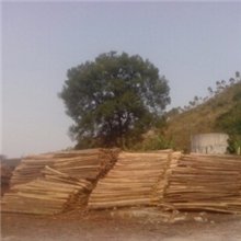 供应1棵大直径小叶香樟直径100CM