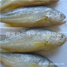 大黄鱼霞浦大黄鱼优质大黄鱼霞浦大黄鱼养殖之乡一然水产自产自销