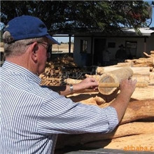昆士兰檀香木亚洲总代理