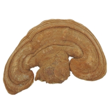 山东原生态带孢子粉野生泰山赤灵芝中老年人滋补养身专用灵芝粉