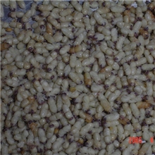 供应新鲜雄蜂蛹蜂蛹粉