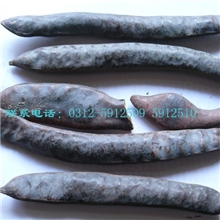 供应中药材中药皂角优质中药材皂角质量上乘