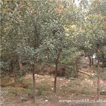 供应优美石楠小苗、大风景树、苗木批发(图)